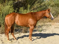 Stute, Quarter Horse — Foto 5