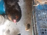 Chickens — picha 7