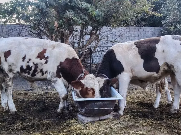 公牛, Cattle
