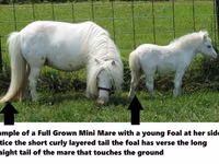 Faras, Miniature horse — sawirka 8