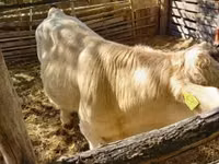 Cow, Simmental cattle — photo 2