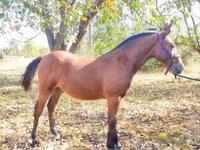 公马, Nonius horse — 照片 2