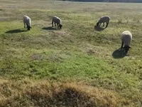 मेढ़ा, White Suffolk sheep — फ़ोटो 3