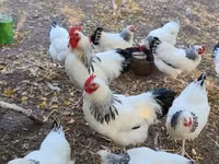 萨塞克斯 — 照片 5