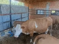母牛, French Simmental cattle — 照片 3