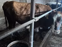 母牛, Cattle — 照片 1