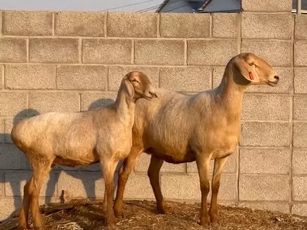 Sheep, Edilbay sheep