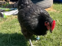Australorp — Foto 2