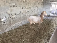 Carnero, Rhon sheep — foto 1