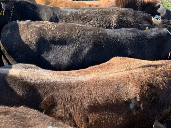 母牛, Cattle