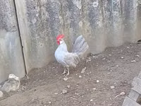 Chickens — 照片 1