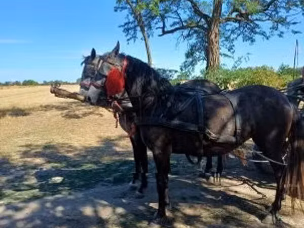 Faras dhaddig, Horses
