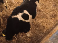Toro, Russian Black pied cattle — foto 5