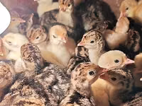 बोर्बोनैज़ — फ़ोटो 7