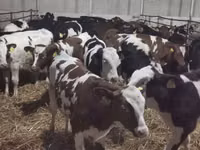 Bulle, Russian Black pied cattle — Foto 4