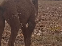 骆驼（批次，未指定性别）, Kazakh Bactrian camel — 照片 2