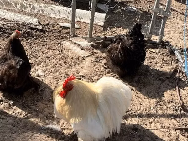 Pekin Bantam