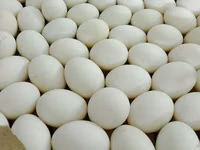 Chickens — 照片 1