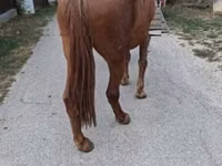 母马, Horses — 照片 1