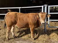 Bull, Partenaise cattle — photo 1