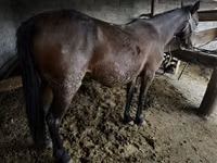 Faras dhaddig, Horses — sawirka 2