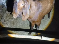 Billy Goat, Nubian Goat — photo 2