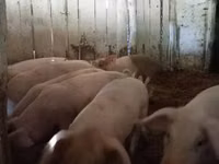 Boar, Pigs — photo 7