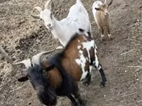 Ri’ lab, Goats — sawirka 3