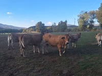 母牛, Partenaise cattle — 照片 4