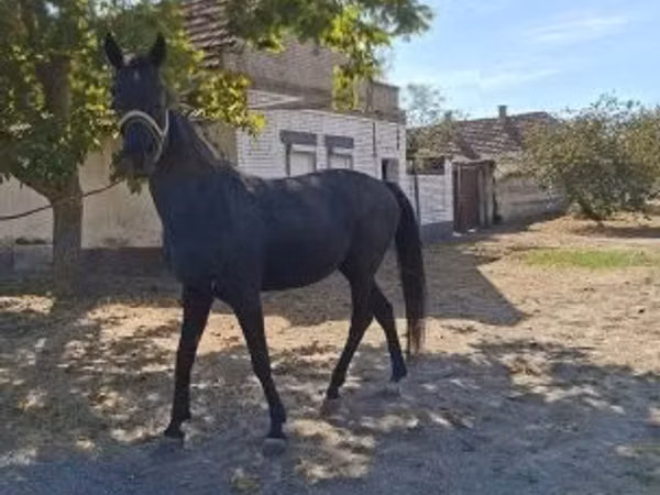 Farasi dume, Hungarian horse breed