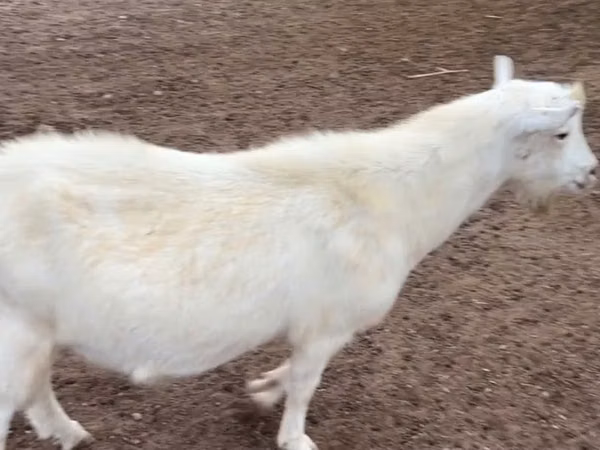 Billy Goat, Saanen goat