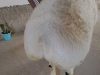 Ram, Beltex sheep — photo 2