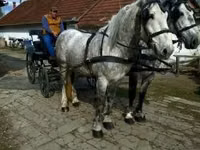 Horse (M), Horses — photo 8