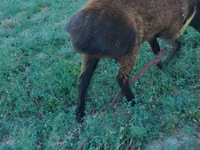 Ram, Qashqai sheep — photo 2