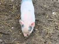 Pigs (batch, sex not specified) — photo 8