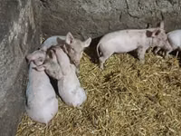 Sow, Pigs — photo 5