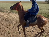 Mare, Thoroughbred horse — photo 2