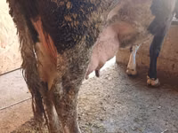 Cow, Alatau breed — photo 1