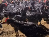 Chickens — 照片 1
