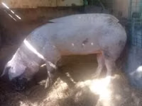 Sow, Pigs — photo 2