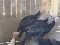 Turkeys — الصورة 2