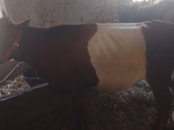 母牛, Cattle