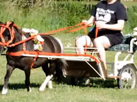 Faras, Miniature horse — sawirka 8