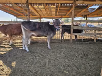 Kuh, Swiss cattle — Foto 6