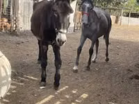 公马, Horses — 照片 1