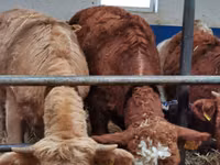 Cattle (batch, sex not specified), Hereford — photo 3