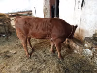 母牛, Cattle — 照片 5