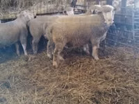 كبش, Ile-de-France sheep — الصورة 6
