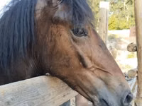 Faras, Horses — sawirka 2
