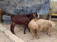 Cabro, Damask goat — foto 2